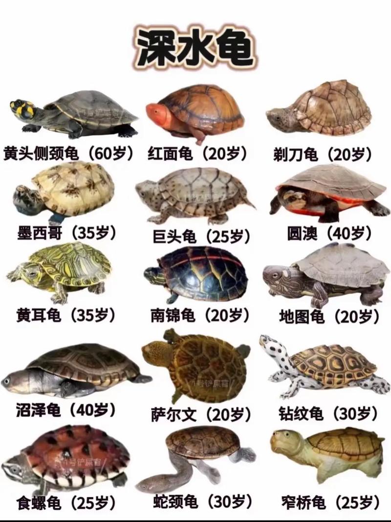 常见小乌龟品种及养护（小乌龟品种大全大图）