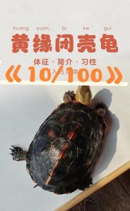 黄缘龟品种多，选哪个看喜好（黄缘龟都有什么品种）