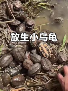 慈悲放生乌龟，念诵口诀皈依（放生乌龟的必念口诀）