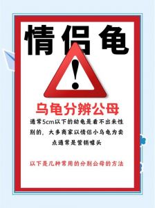 乌龟公母怎么分？看龟壳排泄孔尾巴（乌龟公母怎么区分）