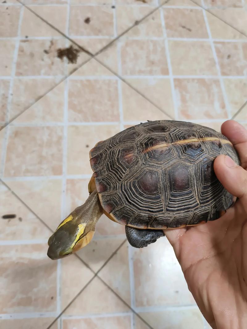 养黄缘闭壳龟合法吗？（养黄缘闭壳龟犯法吗）