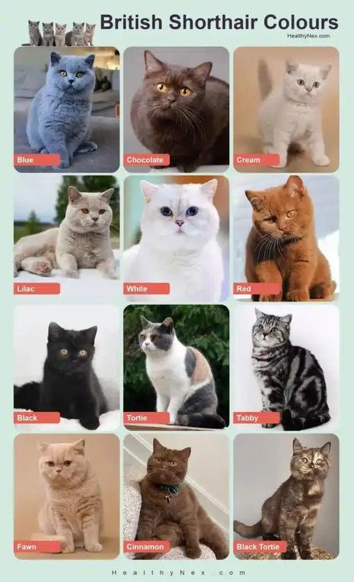 金吉拉阿比西尼亚等猫咪介绍（宠物猫的品种）