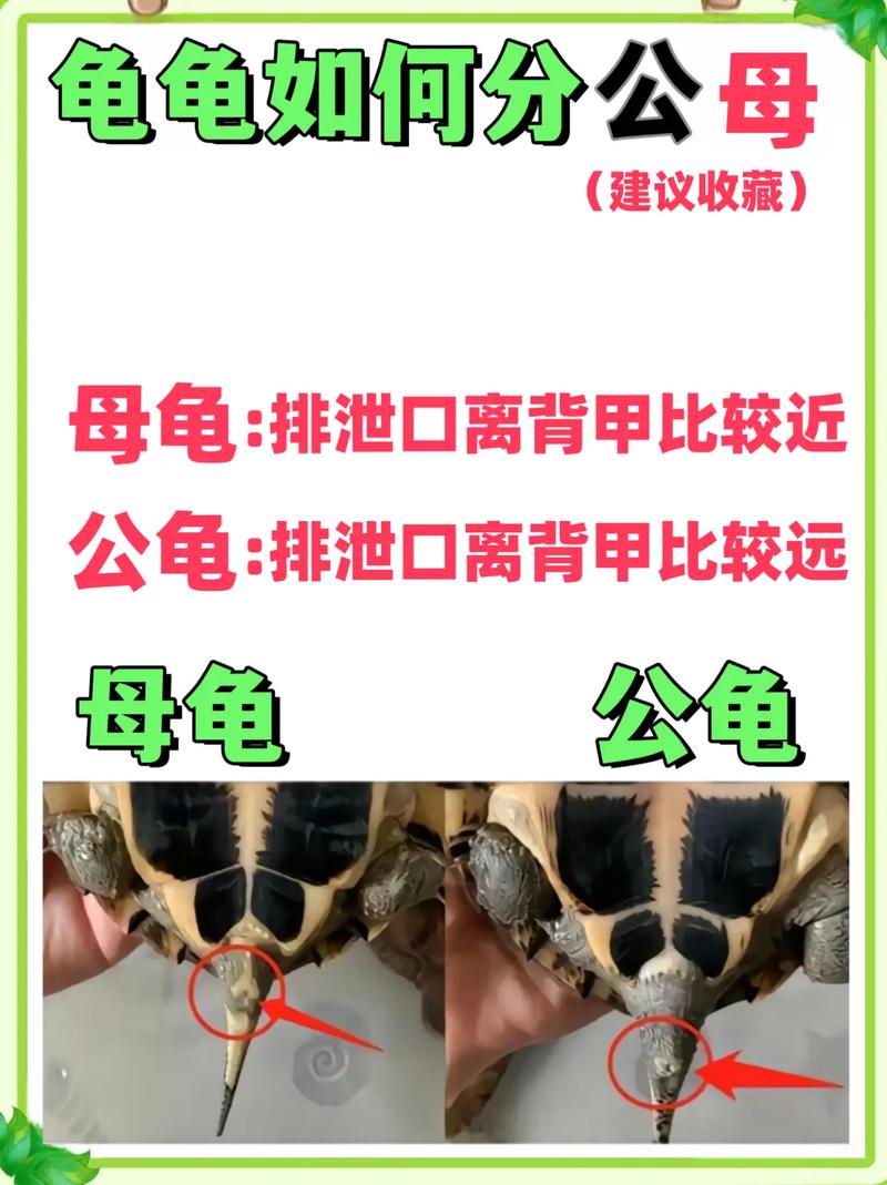 乌龟公母怎么分？看尾巴爪子就知道（乌龟公母的区别图片）