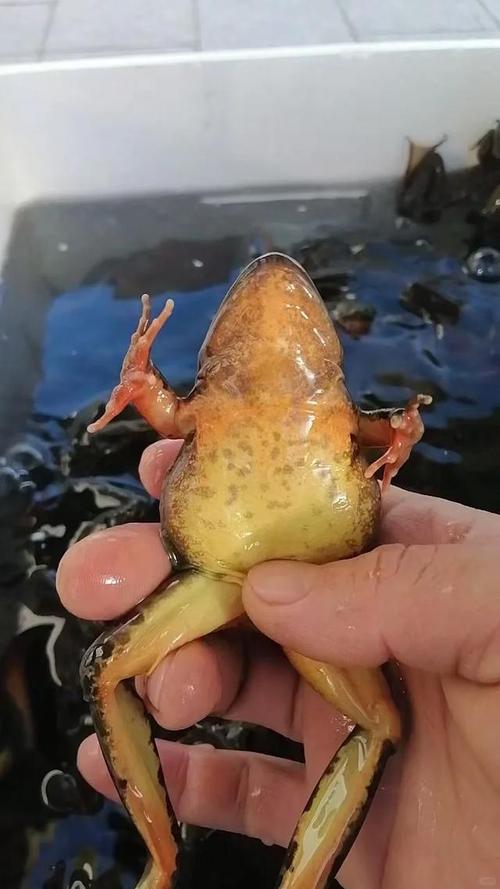雪蛤油珍贵滋补，清炖美味需保护（东北有一种蛙叫什么）