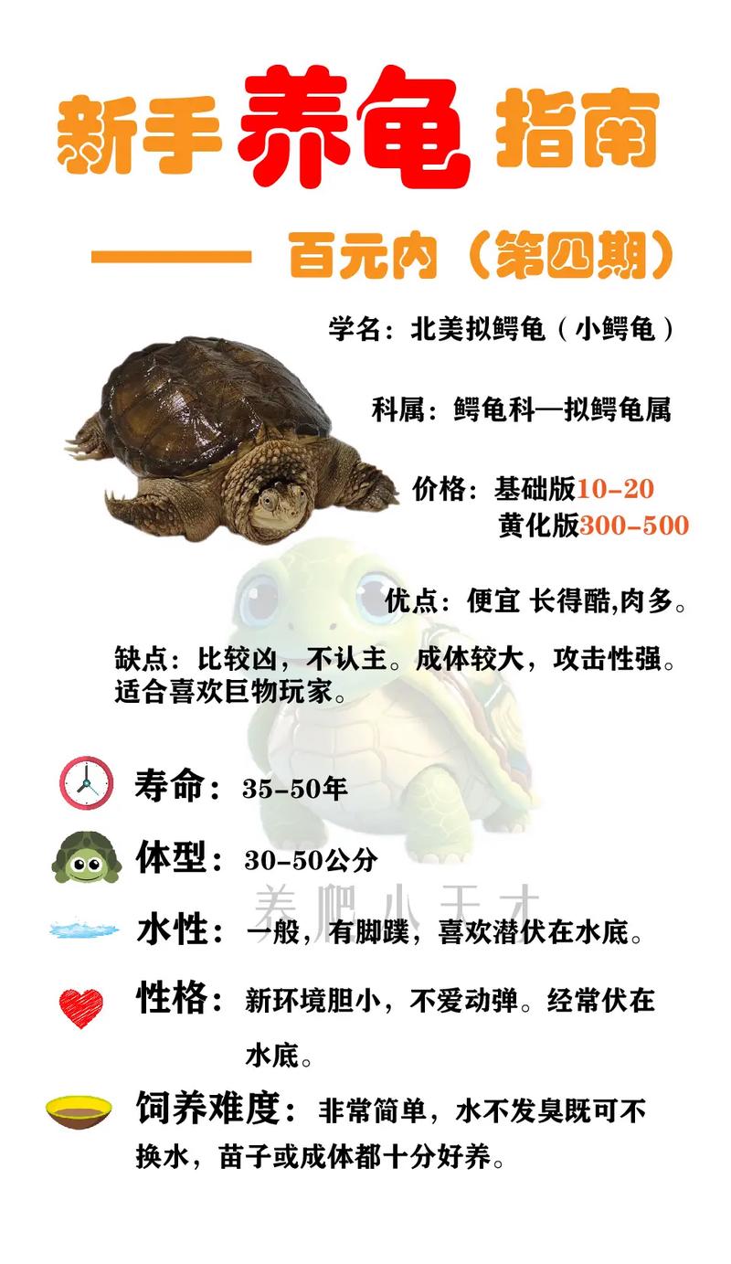 体型食性及饲养区别（大鳄龟和小鳄龟的区别）