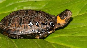 佛鳄蛋龟侧颈等（什么水龟好养互动强）