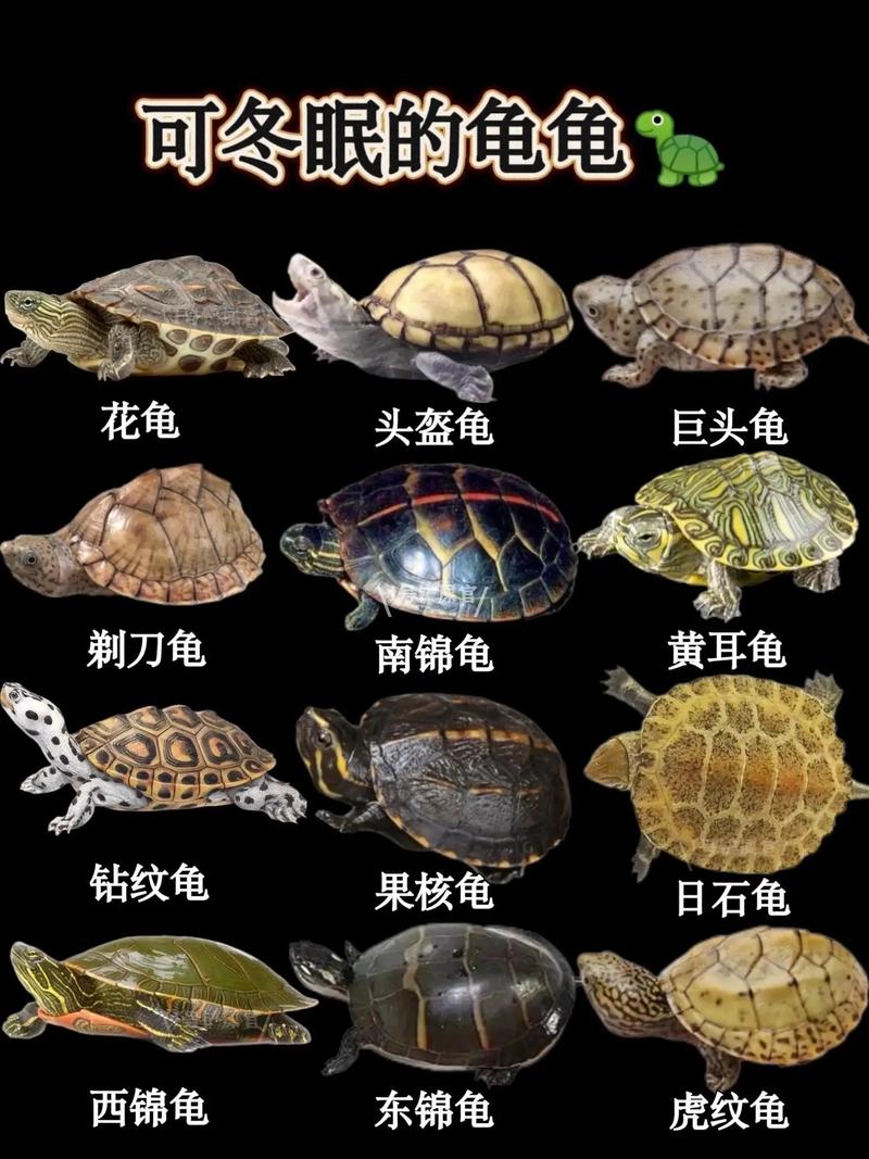 折背欧陆苏卡达豹纹放射（陆地龟品种及图片大全）