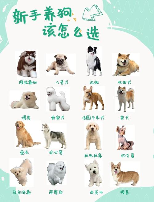 虚拟养狗超有趣，喂洗澡还能赢金币！（养宠物狗狗破解版）