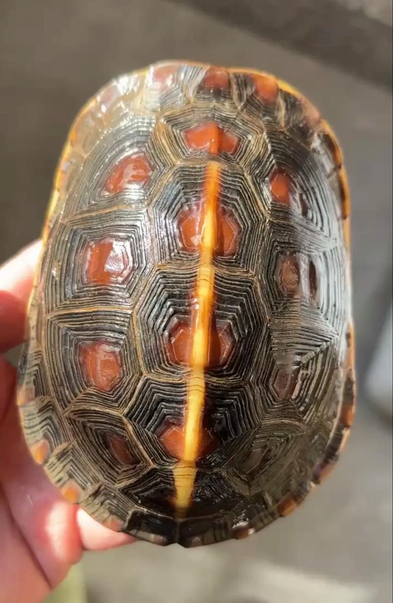 黄缘龟价格高因稀有难繁殖，龟缸清理用植物或清洁剂（黄缘龟为什么那么贵多少钱一只）