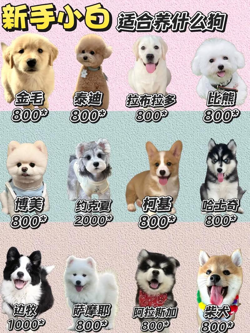 10种犬种及饲养须知（十种家养宠物狗）