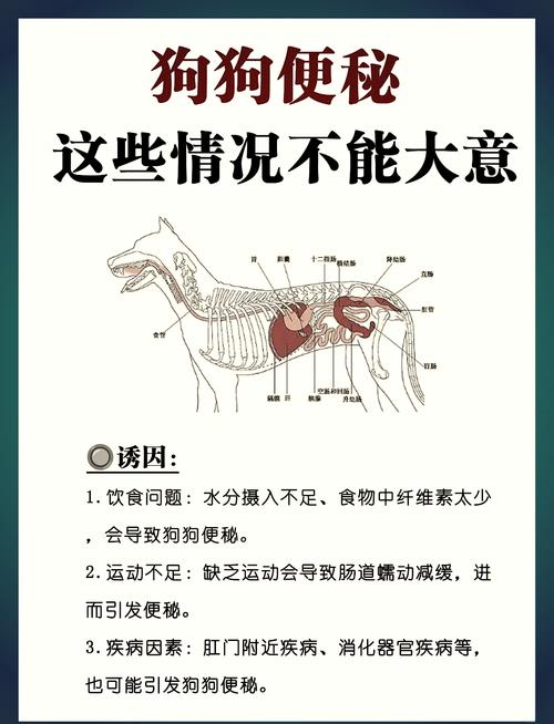 狗狗吃粑粑怎么办？营养清理看兽医！（宠物狗开始吃粑粑怎么办）