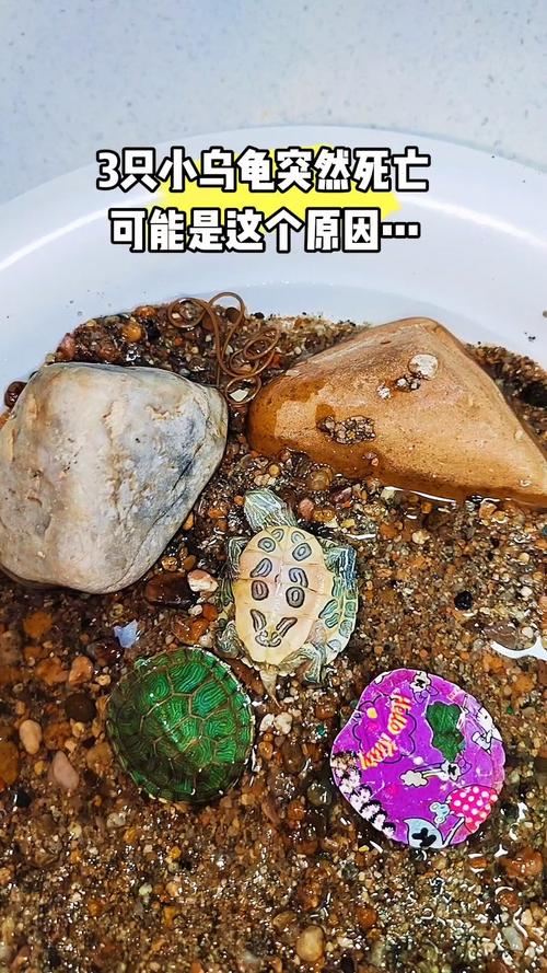 乌龟离世怎么办？土葬水葬留壳标本多种选择（乌龟死了可以直接扔吗）