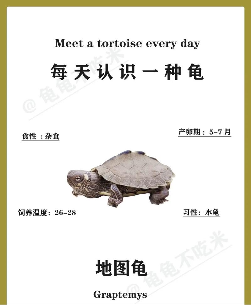 草龟地图龟能否和谐混养？（草龟和地图龟能混在一起养吗）