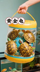 送龟寓意好，养龟要负责（别人送的乌龟可以要吗）