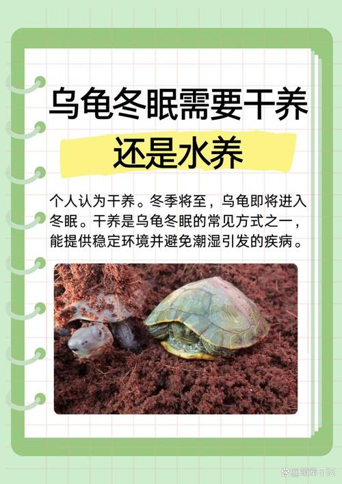 乌龟冬眠醒来怎么办？（乌龟冬眠叫醒有危险吗）