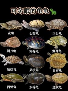 5种互动强龟种推荐（十大互动性最好的龟）