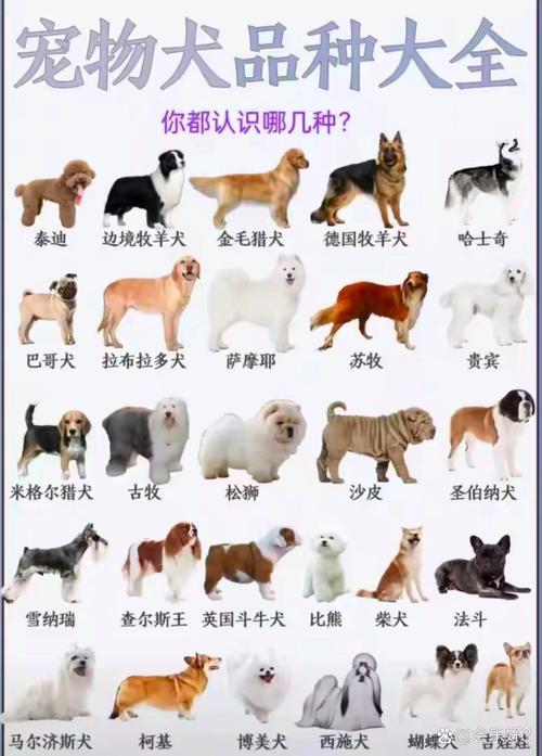 贵宾金毛等各具特色，选犬需考虑！（宠物狗大全及图片）
