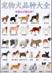 贵宾金毛等各具特色，选犬需考虑！（宠物狗大全及图片）