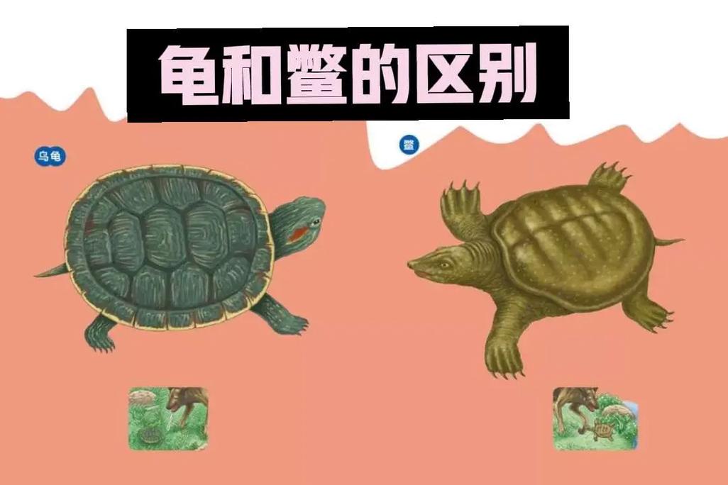 乌龟认主易养，需长期耐心陪伴（乌龟有智商和感情吗）