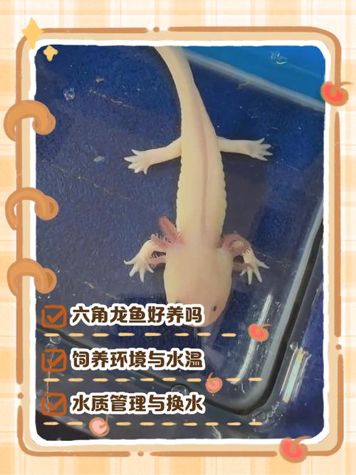 八角鱼呆萌治愈，是蝾螈宠物易养！（宠物八角鱼是蝾螈吗）