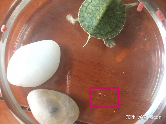 乌龟粪便异常？注意健康与饲养！（乌龟粪便是什么样的）