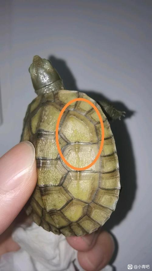 小乌龟壳发白怎么办？（小乌龟壳中间发白）
