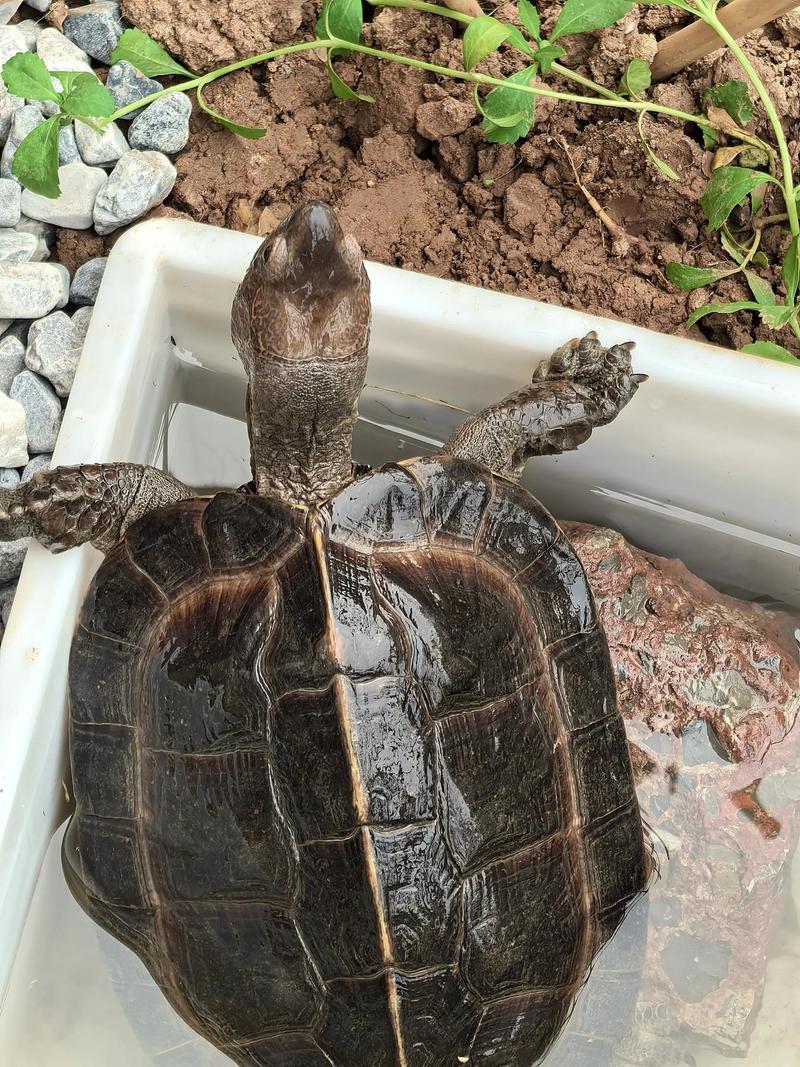 仅存斑鳖，龟类保护希望（亚洲只剩一只的乌龟）
