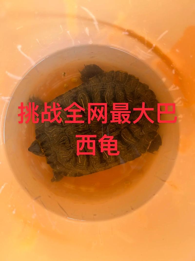 野生巨无霸，家中难长成（大乌龟壳是多大的）