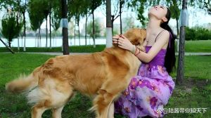 河北女子甘当宠物附庸男子，引人深思（美女自愿争当宠物犬）