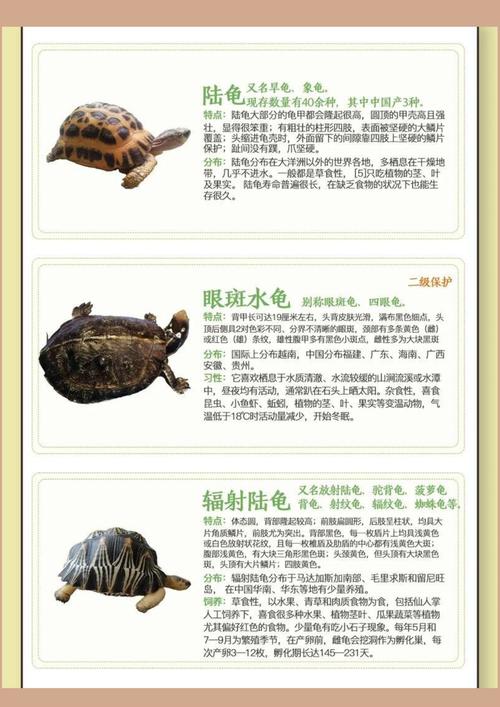 乌龟品种多，皮实红耳黄缘选一个！（乌龟品种图片大全）