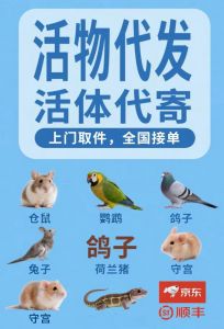寄活体乌龟须守法选靠谱快递，细心包装呵护生命（活体乌龟怎么快递）