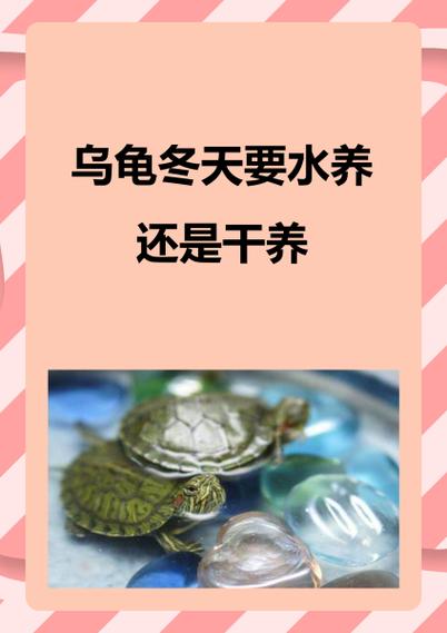冬天养龟保暖，喂食减量，防逃跑（冬天的小乌龟怎么养）