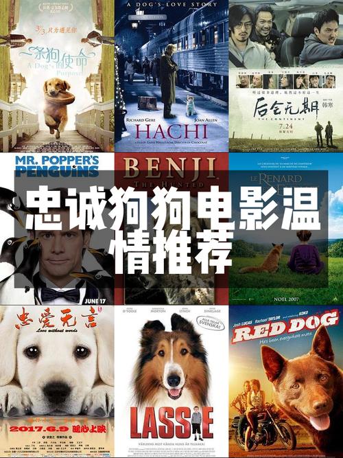 狗狗电影感人至深，看动物电影治愈心灵（关于宠物犬的电影）