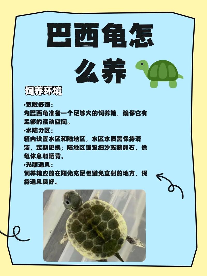 容器温度喂食及日常护理要点（家养的小乌龟怎么养）