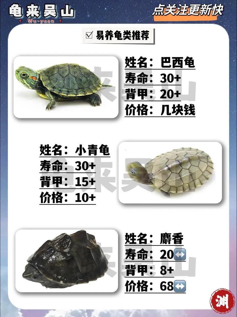 生态责任与未来（乌龟品种大全及图片）
