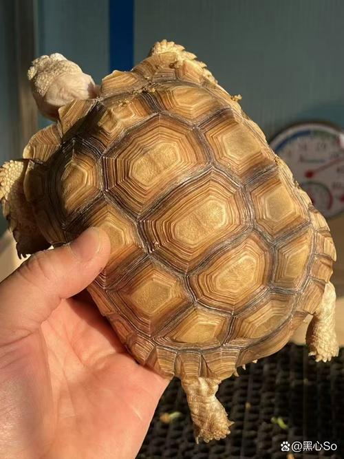品种多样象征长寿，养殖需注意（中国有什么品种的陆龟）