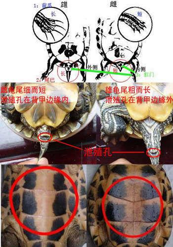 看尾巴腹甲前爪（中华草龟分公母图解）