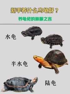 乌龟混养需谨慎，环境大且种类合（不同品种的乌龟可以混合养吗）