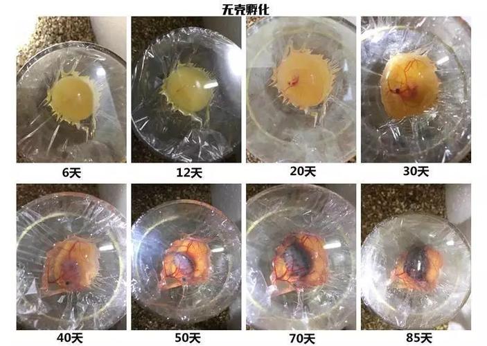 自然与人工方法解析（乌龟蛋孵化全过程步骤图解）
