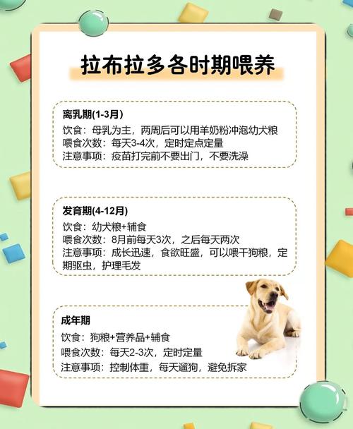 萨摩耶吉娃娃等犬种特点及饲养要点（美女宠物犬的饲养手册）