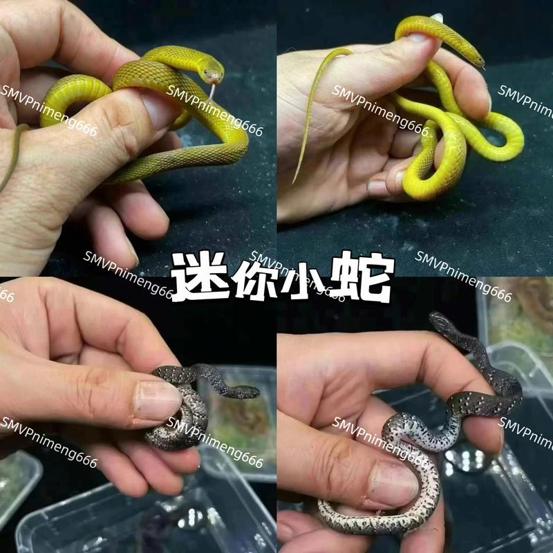 温顺宠物蛇也需谨慎养，非绝对安全（有没有不吃人的宠物蛇）