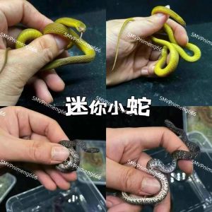 温顺宠物蛇也需谨慎养，非绝对安全（有没有不吃人的宠物蛇）