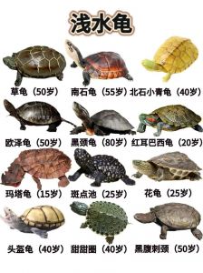 金头金鼻值千金，收藏投资需谨慎（全球十大昂贵的乌龟品种）