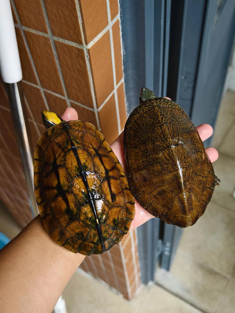 半水栖中型龟，食蚯蚓，需保护（海南三线闭壳龟能多大）