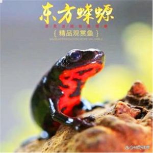 溪流精灵，需精心养护（宠物小火龙蝾螈图片）