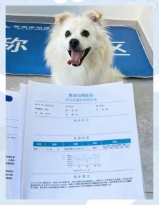 抽血用药与人类不同，费用高但技术进步带来新机遇（抽血化验宠物和人的机器一样吗）