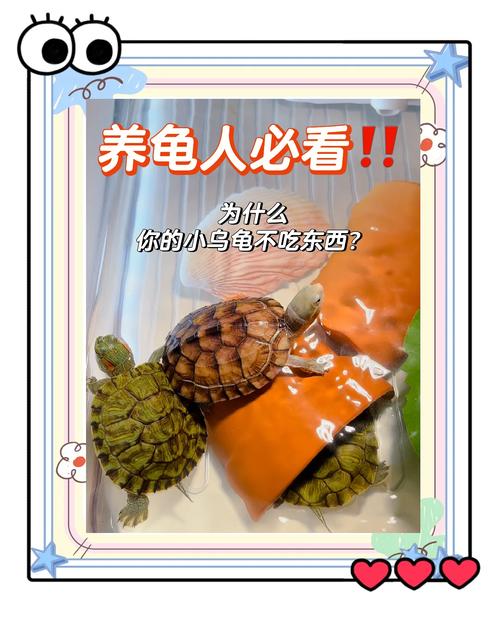 乌龟拒食怎么办？温度光照环境要检查！（乌龟为什么不吃东西）