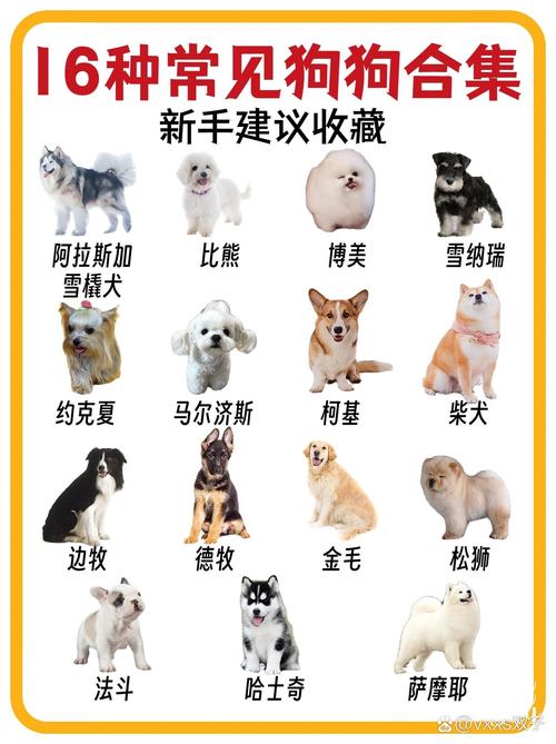 200多种狗狗的品种与文化（宠物犬品种大全图片）