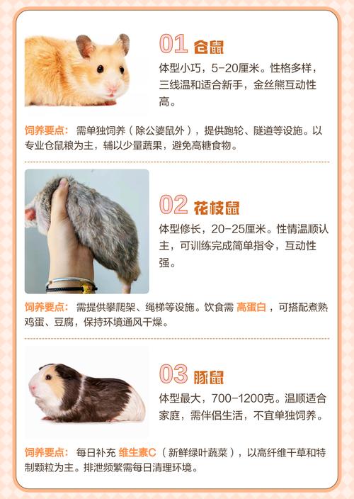 养护知识分享（宠物鼠品种大全）