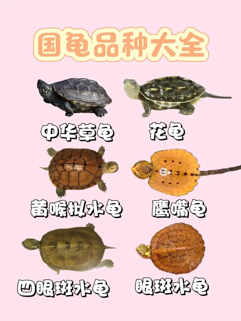 稀有珍品价格高昂（十大最贵乌龟排名）